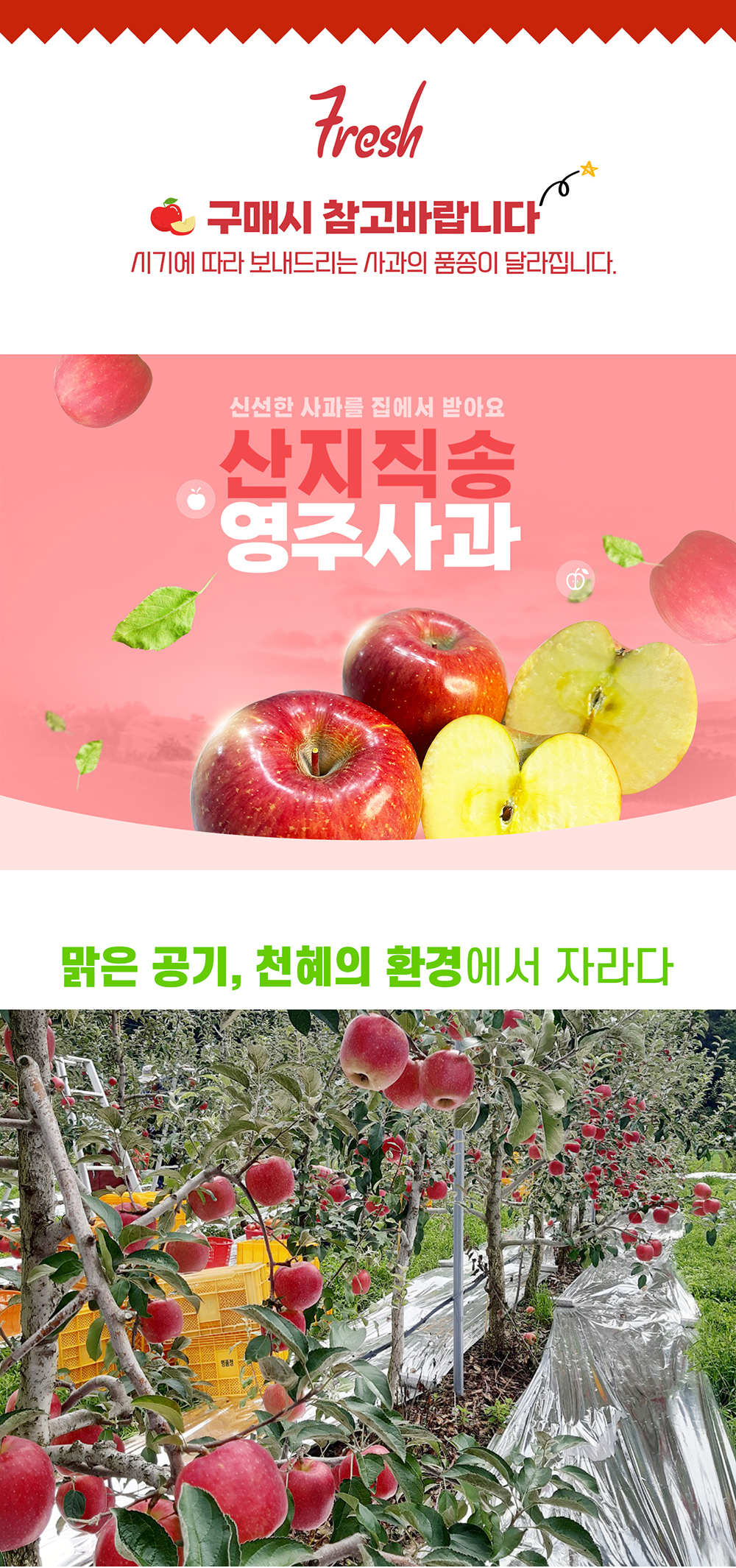 [소백산 햇살자리농원] 영주 사과 특16-17과(5kg)